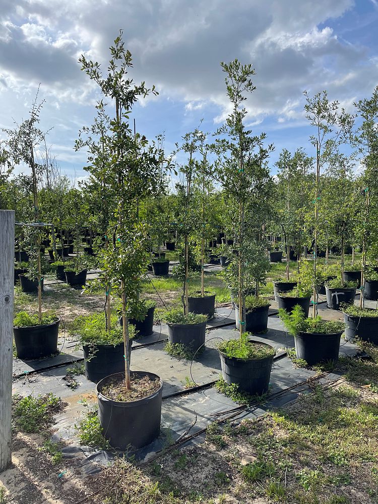 quercus-virginiana-live-oak-southern-oak-tree