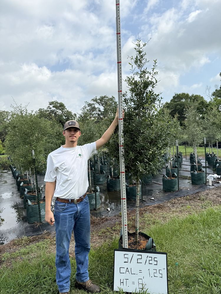 quercus-virginiana-live-oak-southern-oak-tree