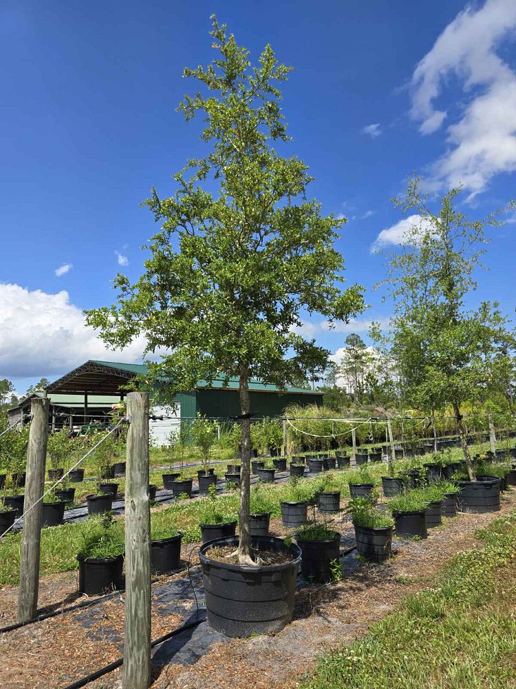 quercus-virginiana-live-oak-southern-oak-tree