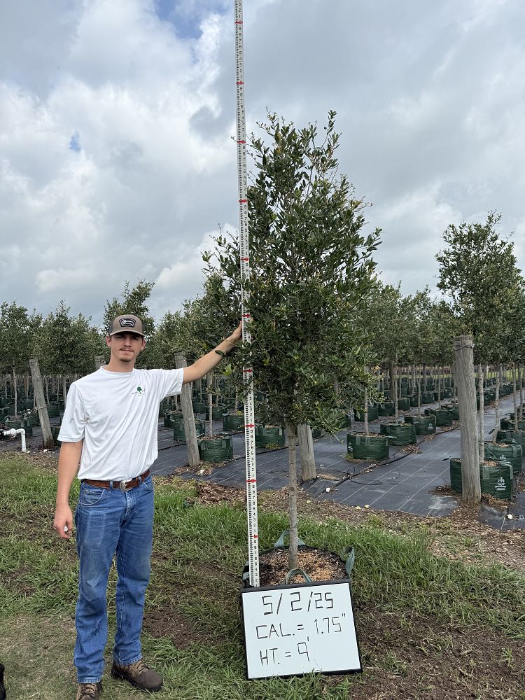 quercus-virginiana-live-oak-southern-oak-tree
