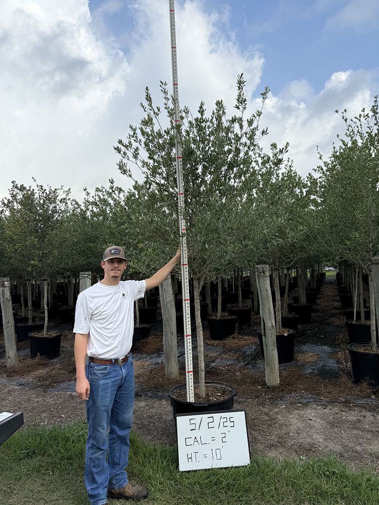 quercus-virginiana-live-oak-southern-oak-tree
