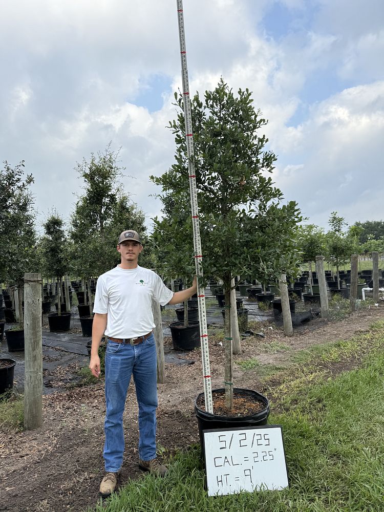quercus-virginiana-live-oak-southern-oak-tree