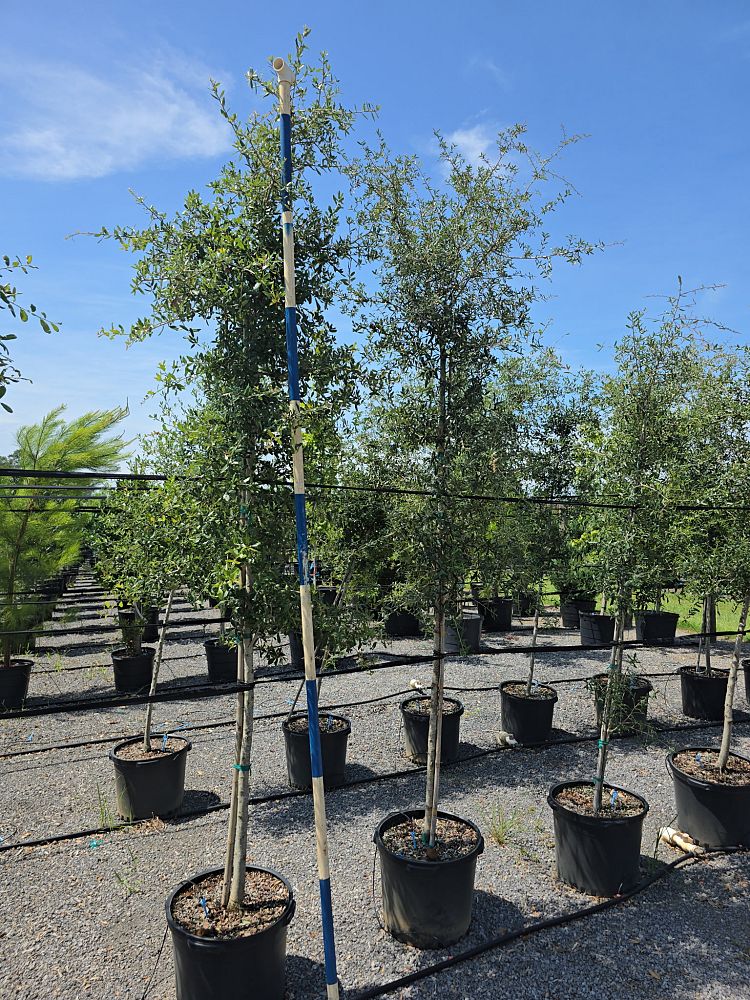 quercus-virginiana-live-oak-southern-oak-tree