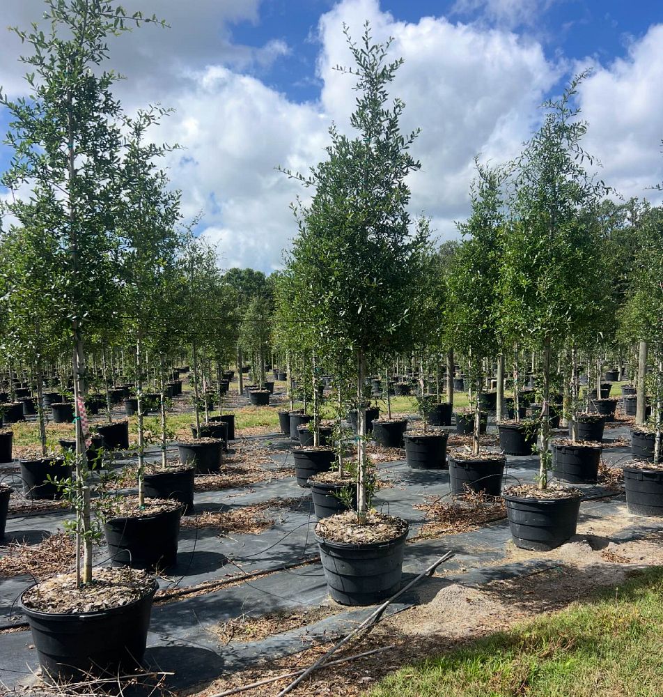 quercus-virginiana-live-oak-southern-oak-tree