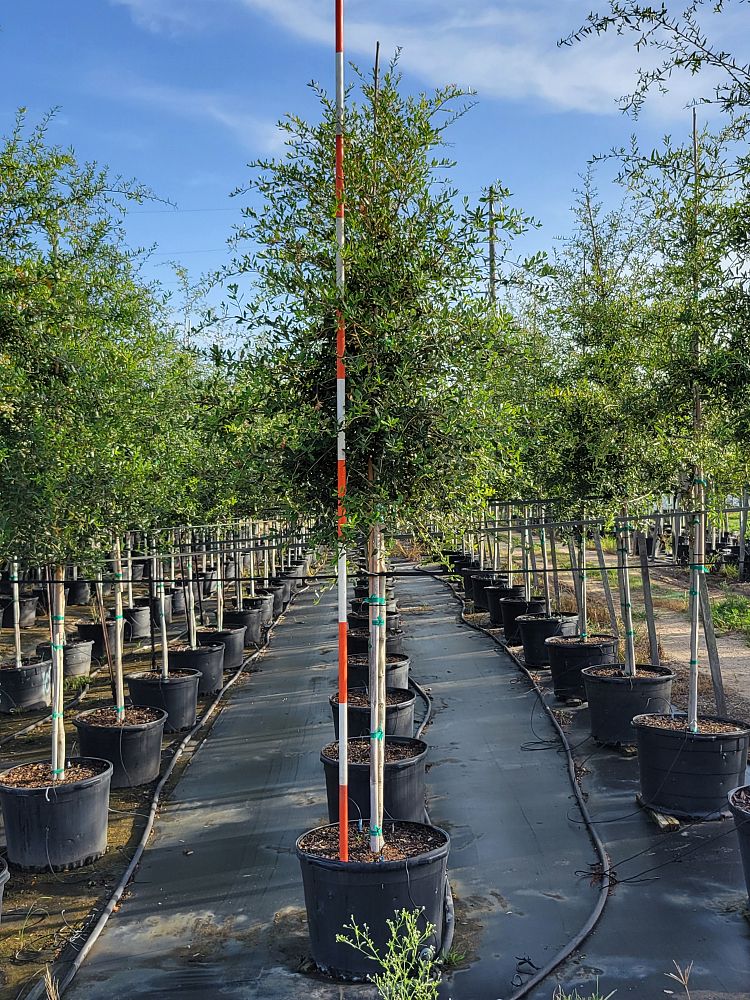 quercus-virginiana-live-oak-southern-oak-tree