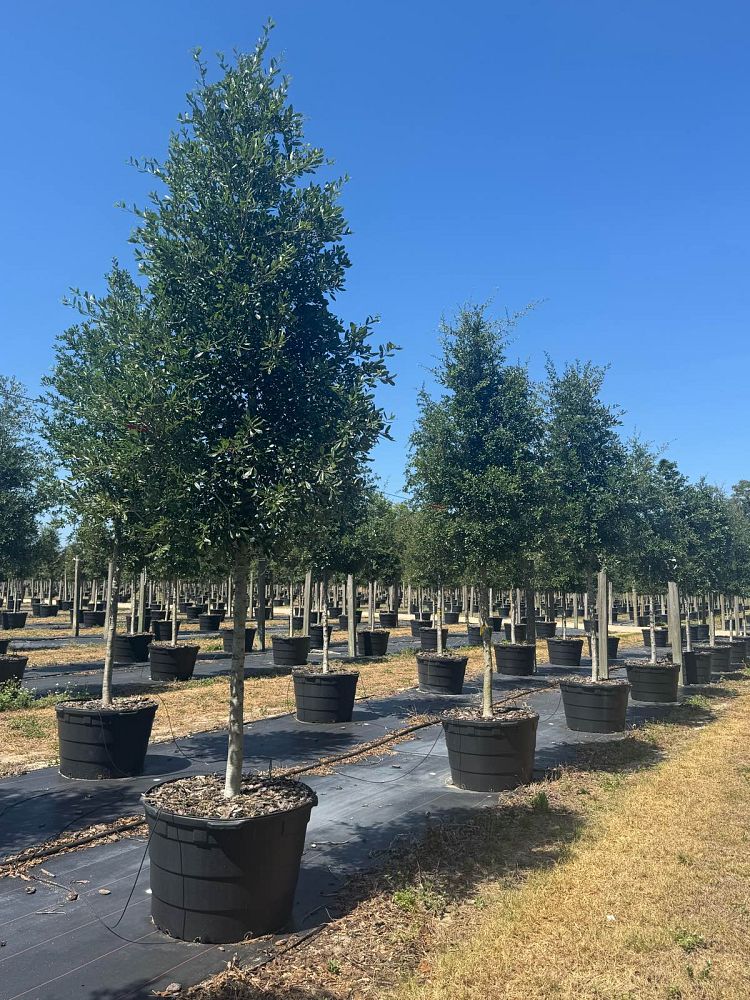 quercus-virginiana-live-oak-southern-oak-tree