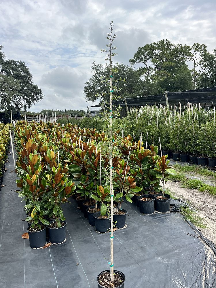 quercus-virginiana-live-oak-southern-oak-tree