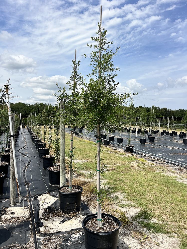 quercus-virginiana-live-oak-southern-oak-tree