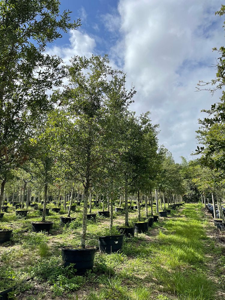 quercus-virginiana-live-oak-southern-oak-tree