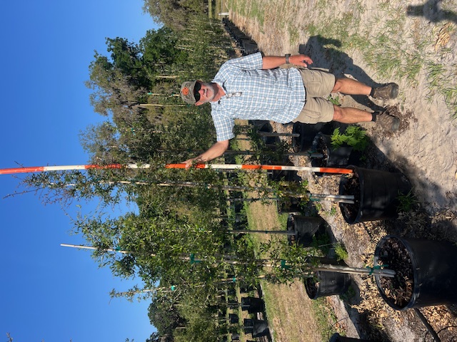 quercus-virginiana-live-oak-southern-oak-tree