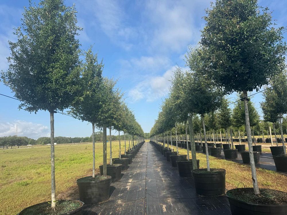 quercus-virginiana-live-oak-southern-oak-tree