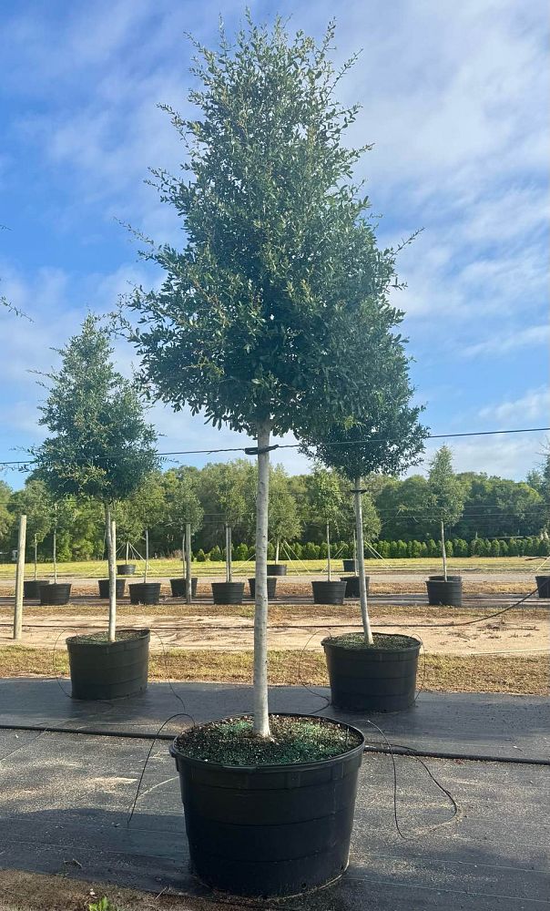 quercus-virginiana-live-oak-southern-oak-tree