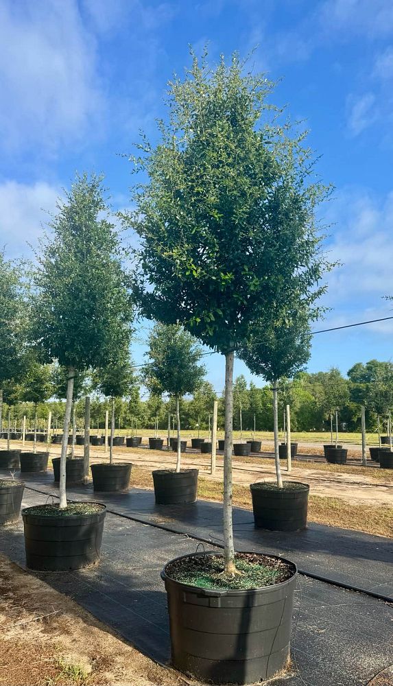 quercus-virginiana-live-oak-southern-oak-tree