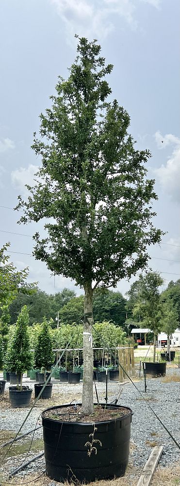 quercus-virginiana-live-oak-southern-oak-tree