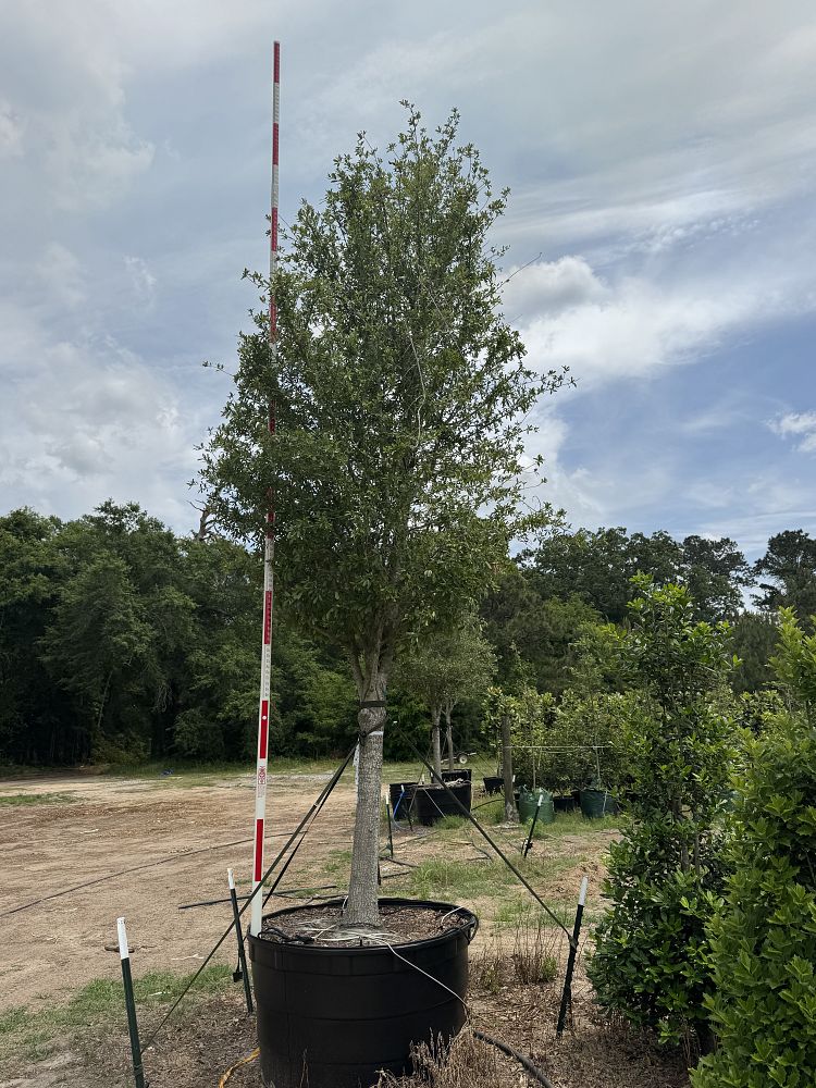 quercus-virginiana-live-oak-southern-oak-tree
