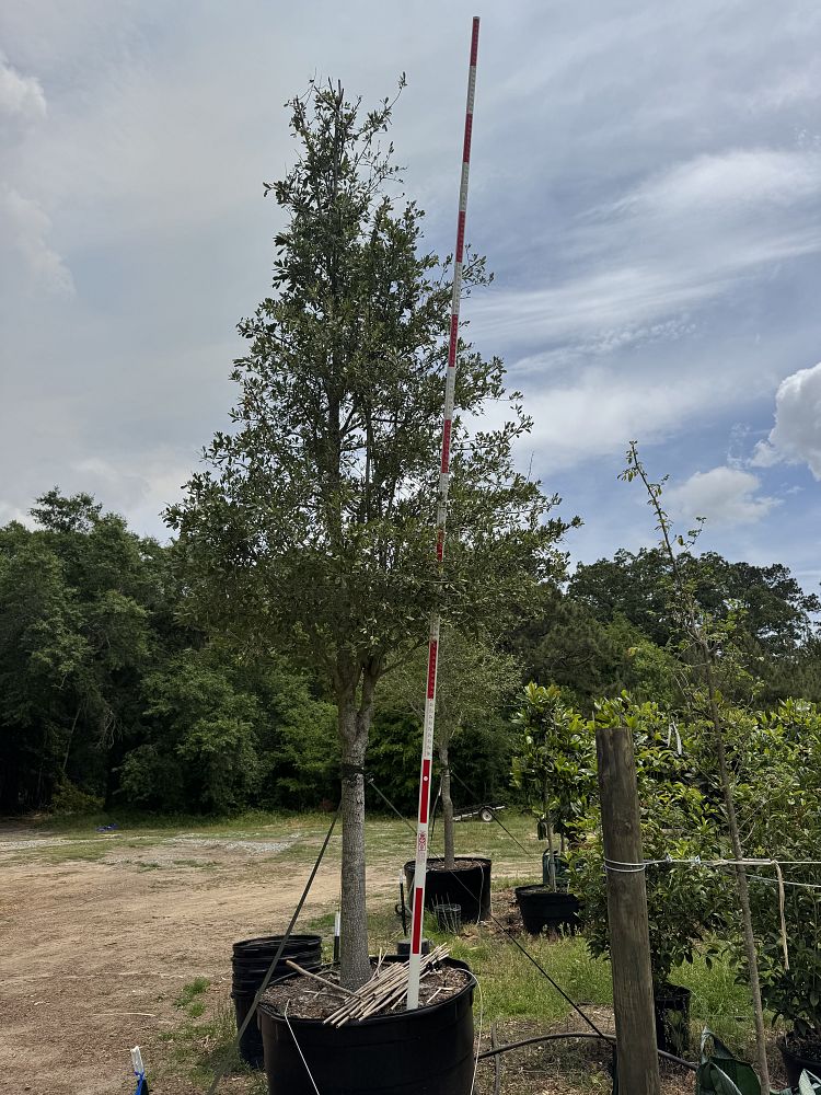 quercus-virginiana-live-oak-southern-oak-tree