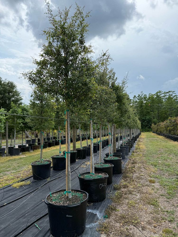quercus-virginiana-live-oak-southern-oak-tree