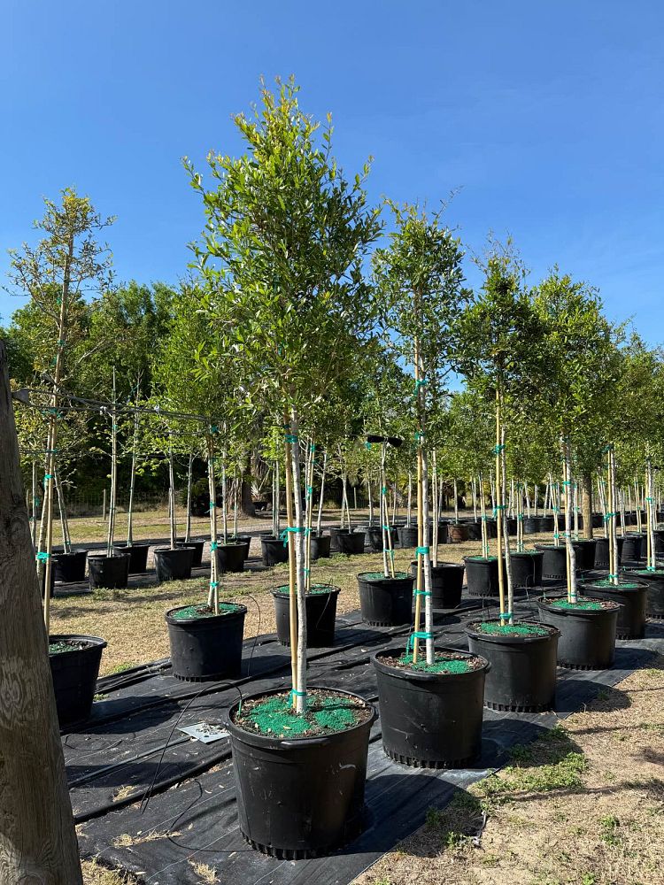 quercus-virginiana-live-oak-southern-oak-tree