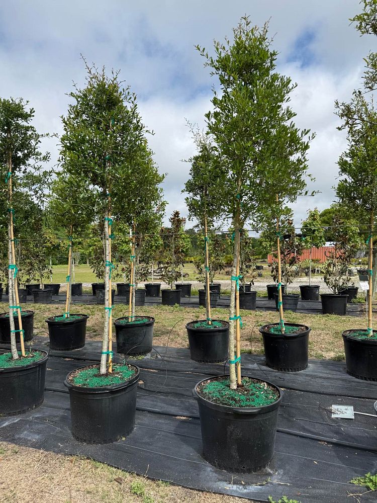 quercus-virginiana-live-oak-southern-oak-tree