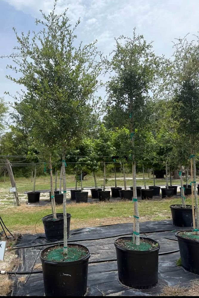 quercus-virginiana-live-oak-southern-oak-tree