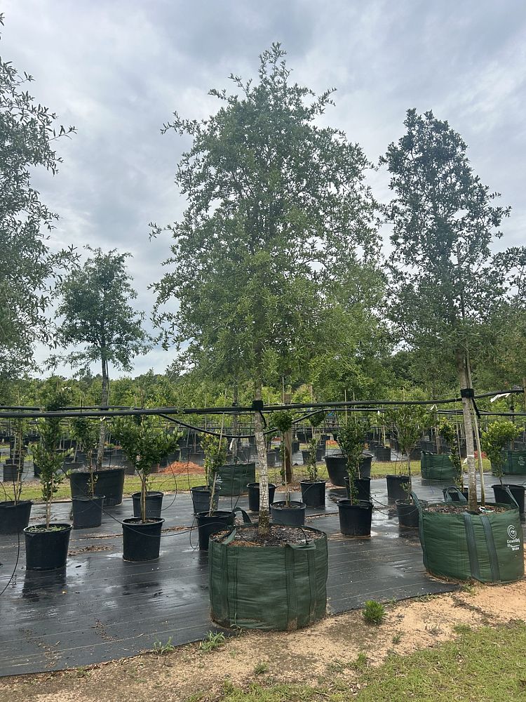 quercus-virginiana-live-oak-southern-oak-tree