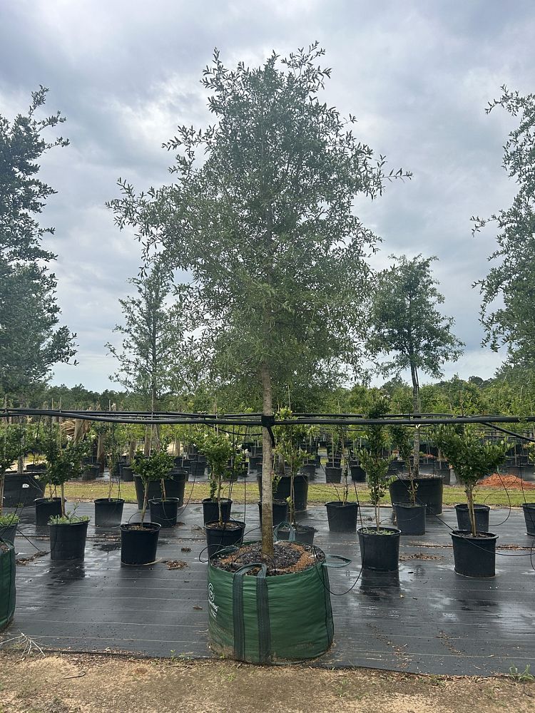 quercus-virginiana-live-oak-southern-oak-tree