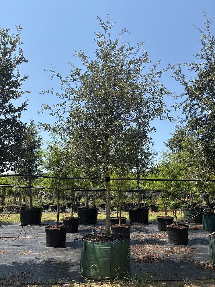 quercus-virginiana-live-oak-southern-oak-tree