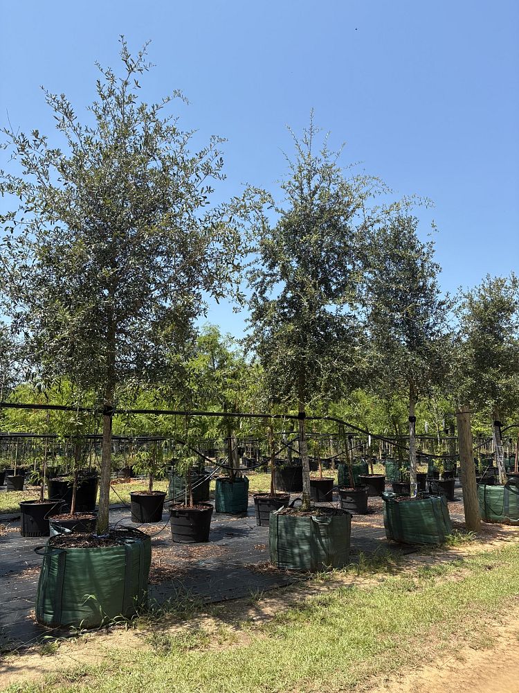 quercus-virginiana-live-oak-southern-oak-tree