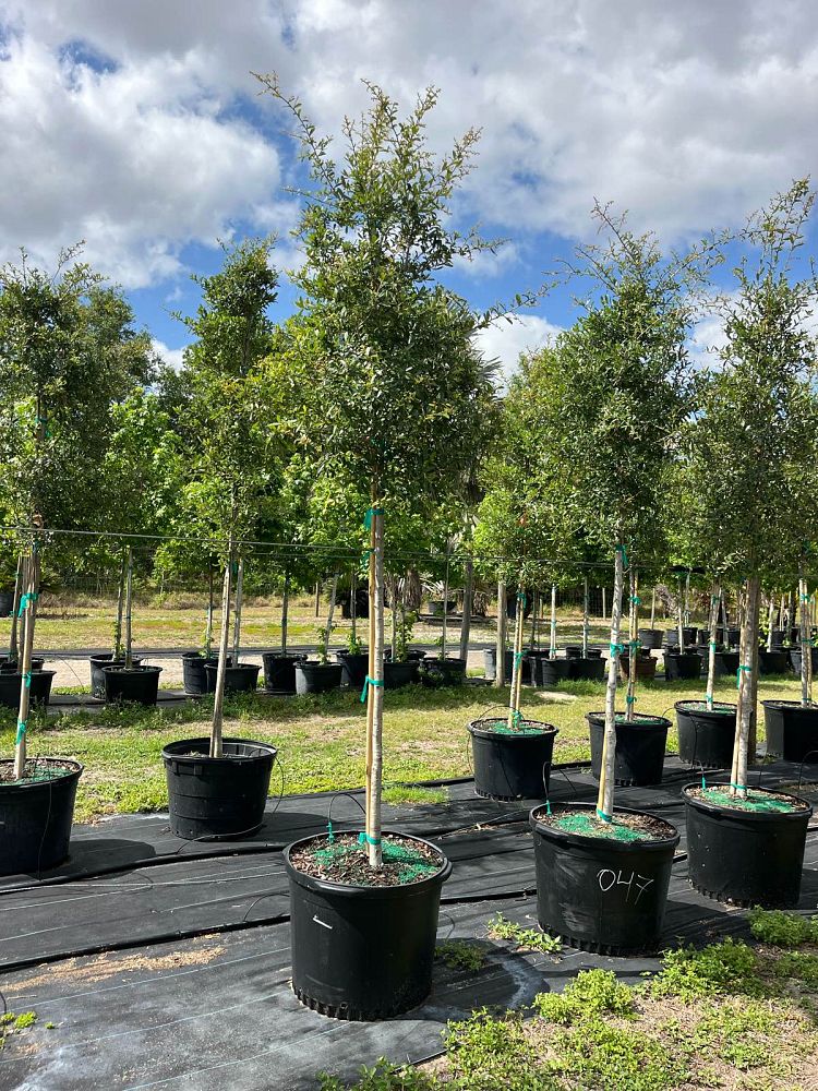 quercus-virginiana-live-oak-southern-oak-tree