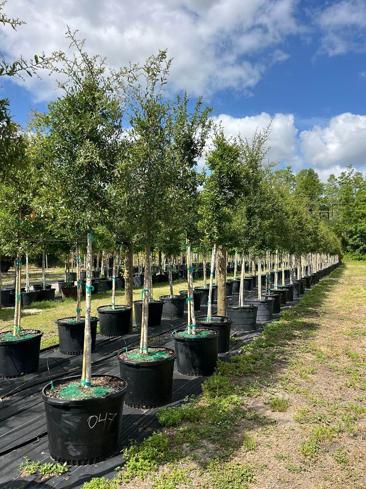 quercus-virginiana-live-oak-southern-oak-tree