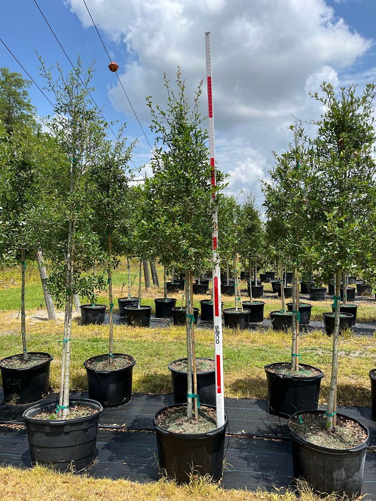 quercus-virginiana-live-oak-southern-oak-tree