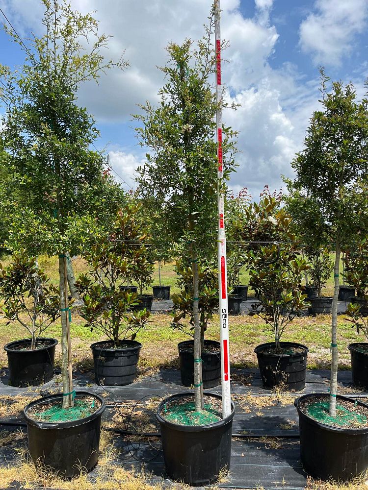 quercus-virginiana-live-oak-southern-oak-tree