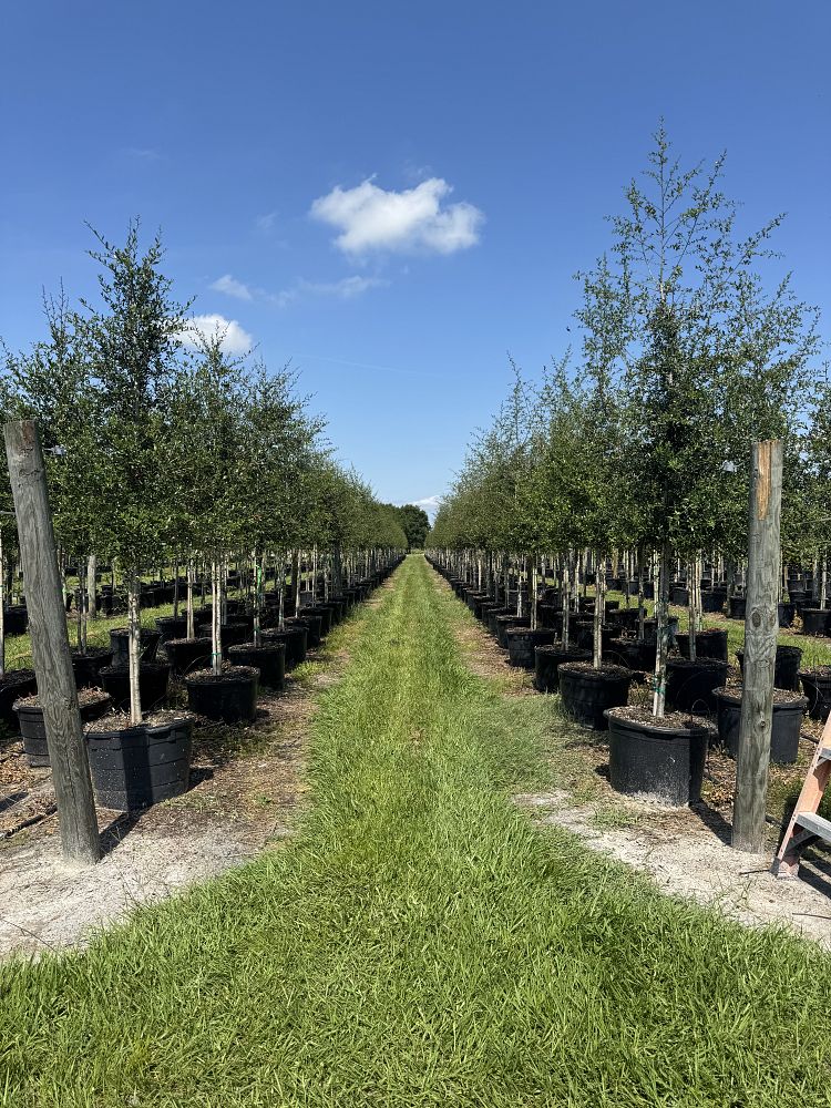 quercus-virginiana-live-oak-southern-oak-tree