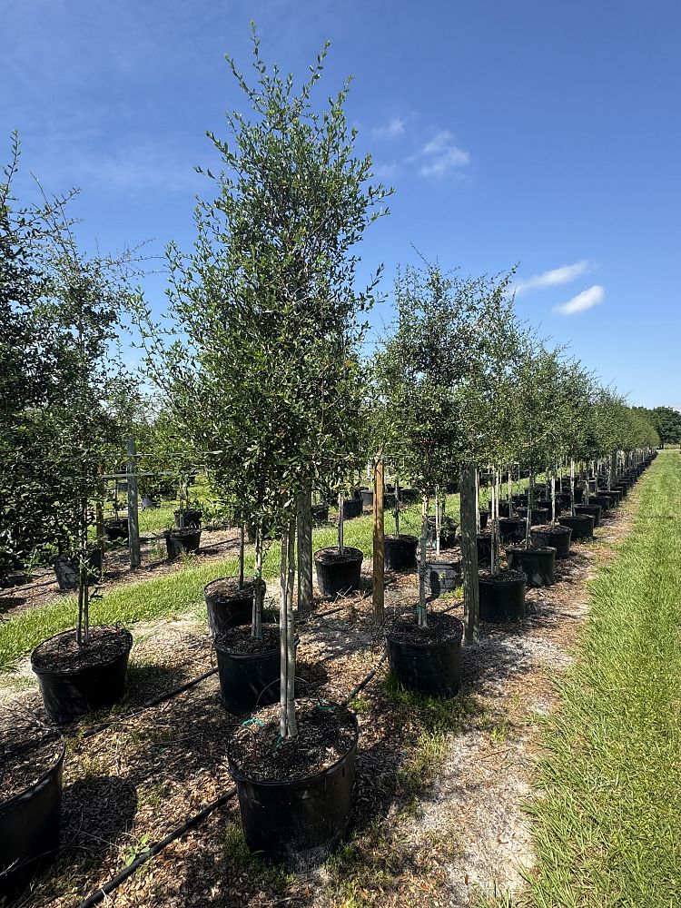 quercus-virginiana-live-oak-southern-oak-tree