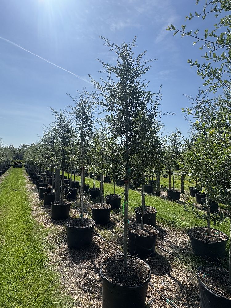 quercus-virginiana-live-oak-southern-oak-tree