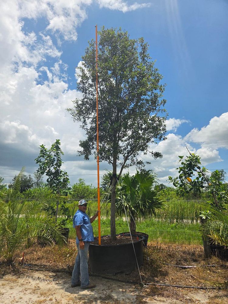 quercus-virginiana-live-oak-southern-oak-tree