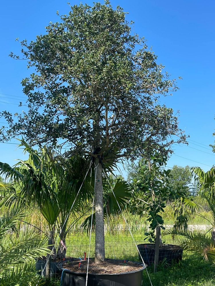 quercus-virginiana-live-oak-southern-oak-tree