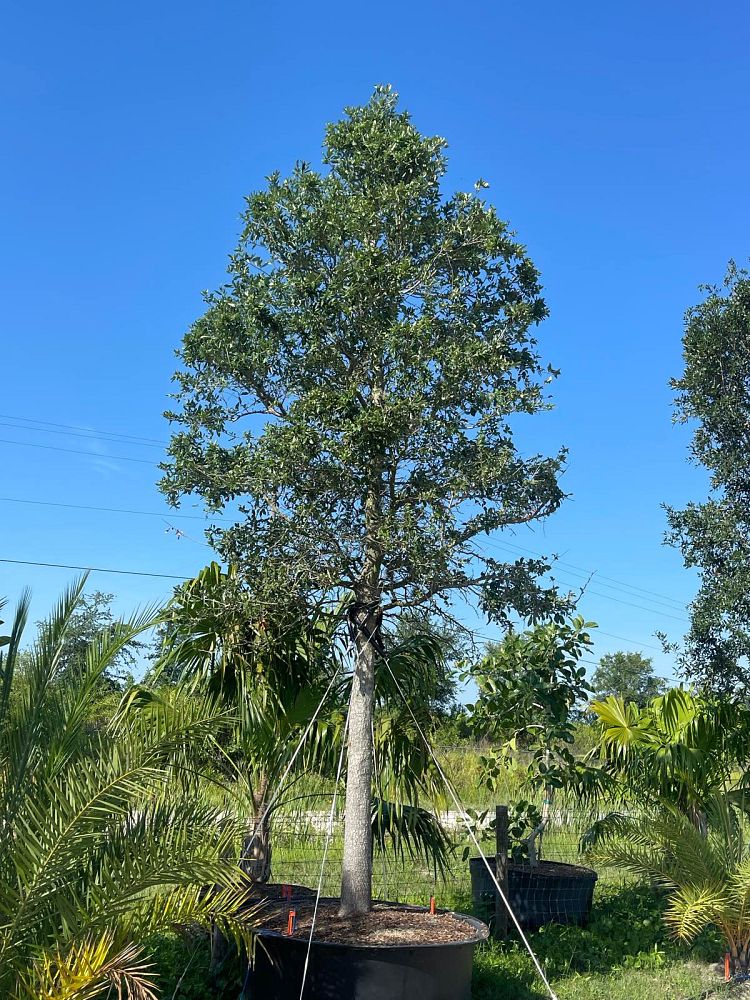 quercus-virginiana-live-oak-southern-oak-tree