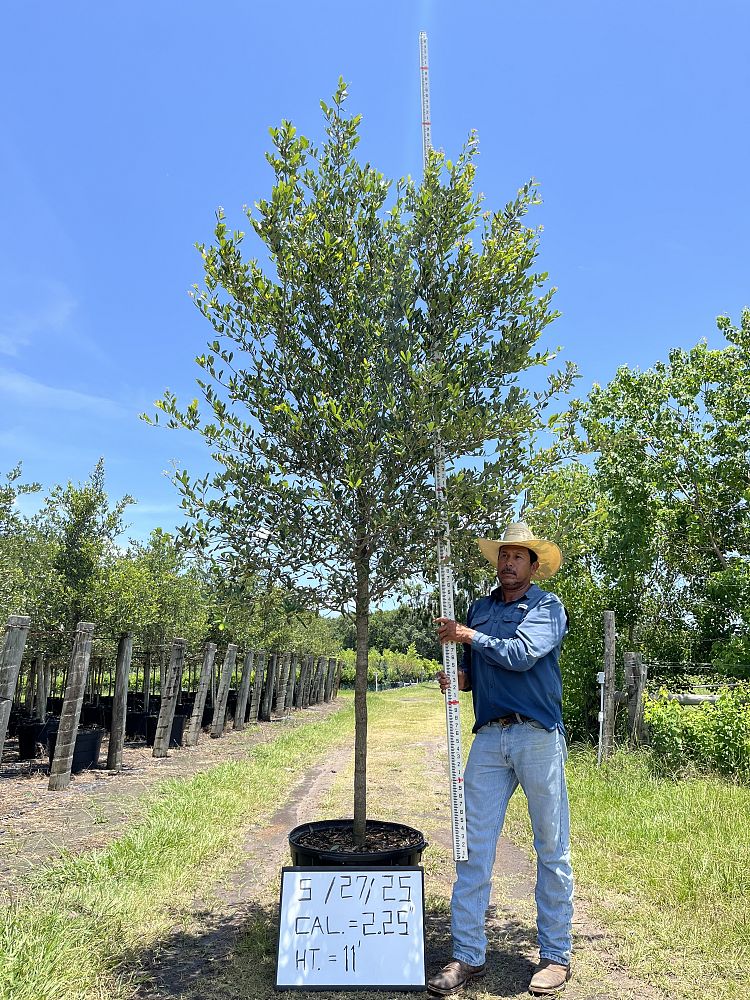 quercus-virginiana-live-oak-southern-oak-tree