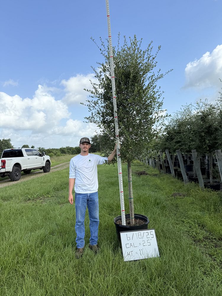 quercus-virginiana-live-oak-southern-oak-tree