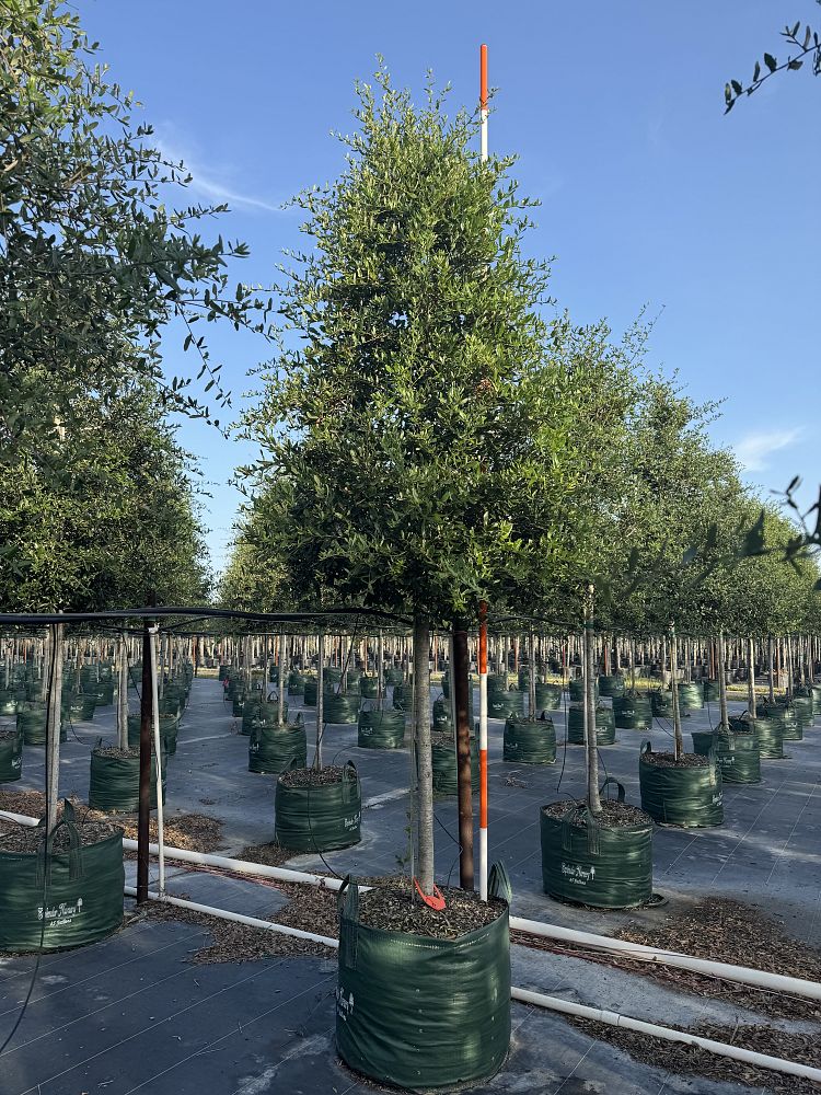 quercus-virginiana-live-oak-southern-oak-tree