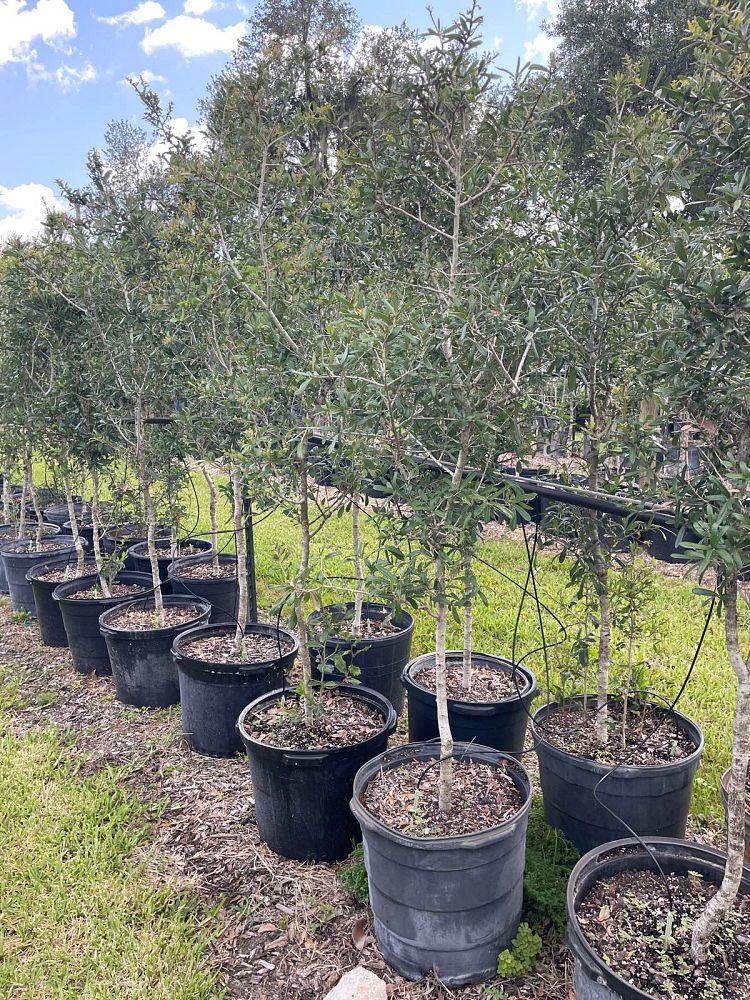 quercus-virginiana-live-oak-southern-oak-tree