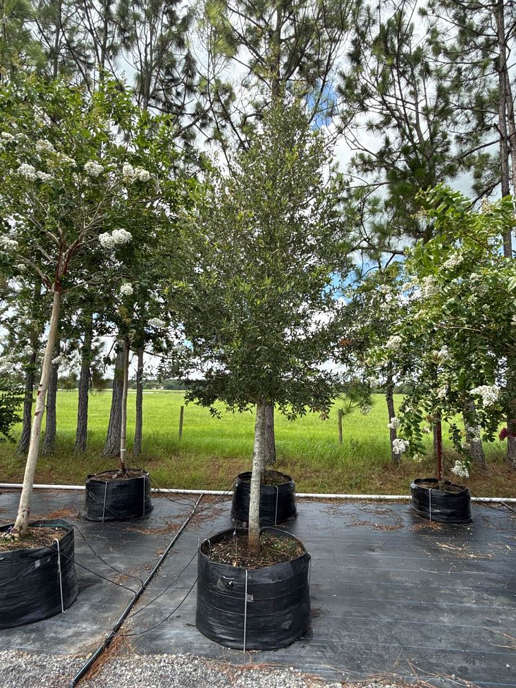 quercus-virginiana-live-oak-southern-oak-tree