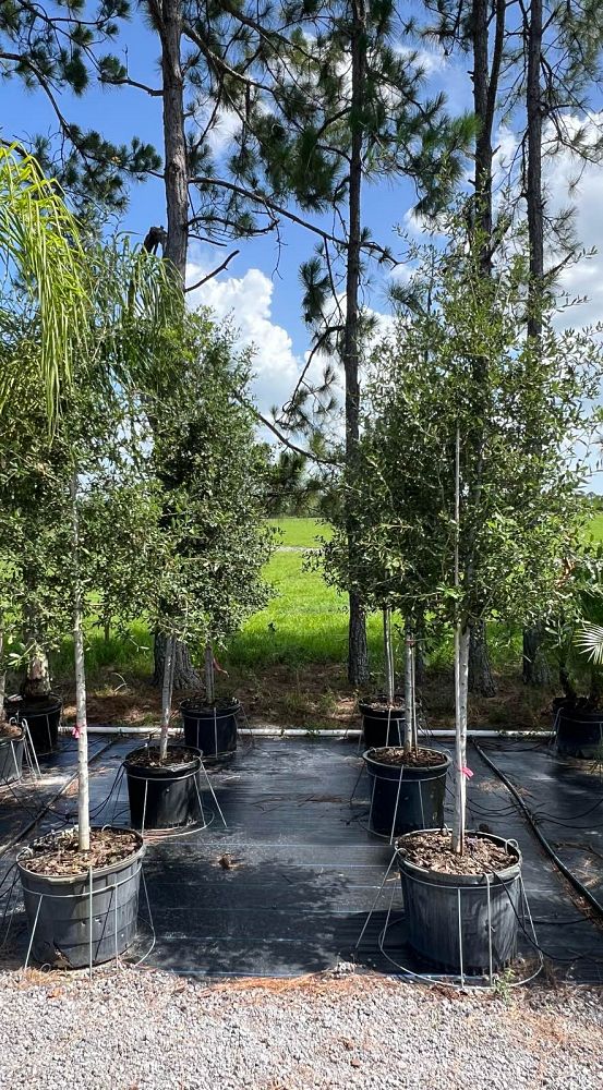 quercus-virginiana-live-oak-southern-oak-tree