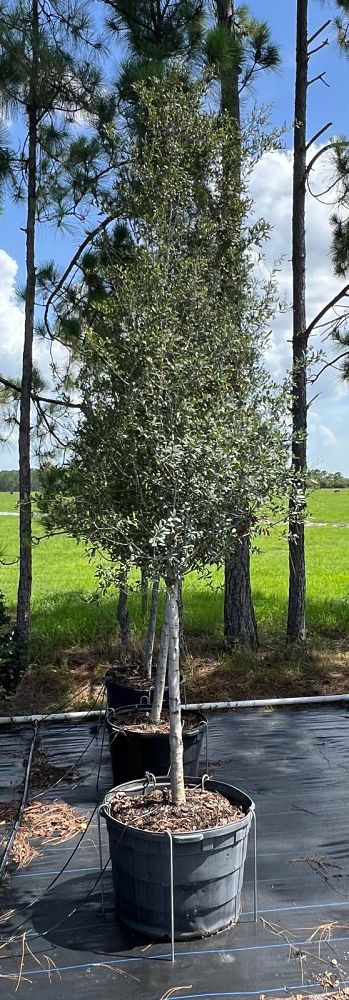 quercus-virginiana-live-oak-southern-oak-tree