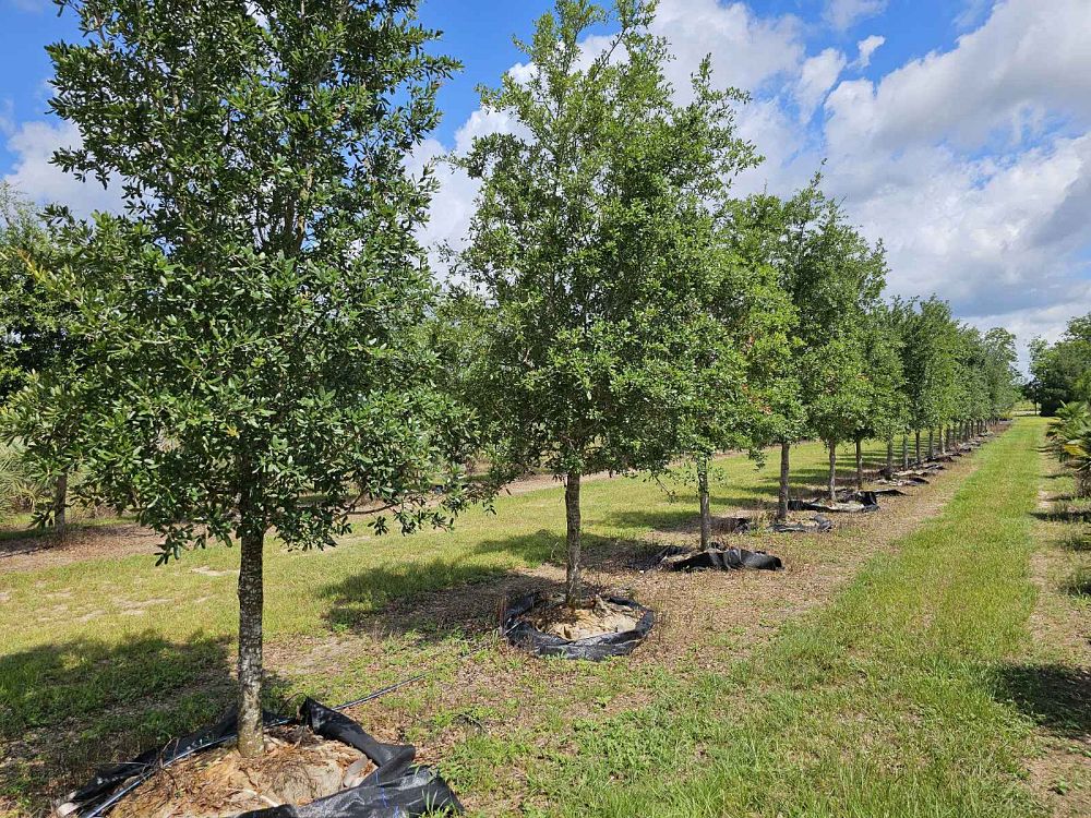 quercus-virginiana-live-oak-southern-oak-tree