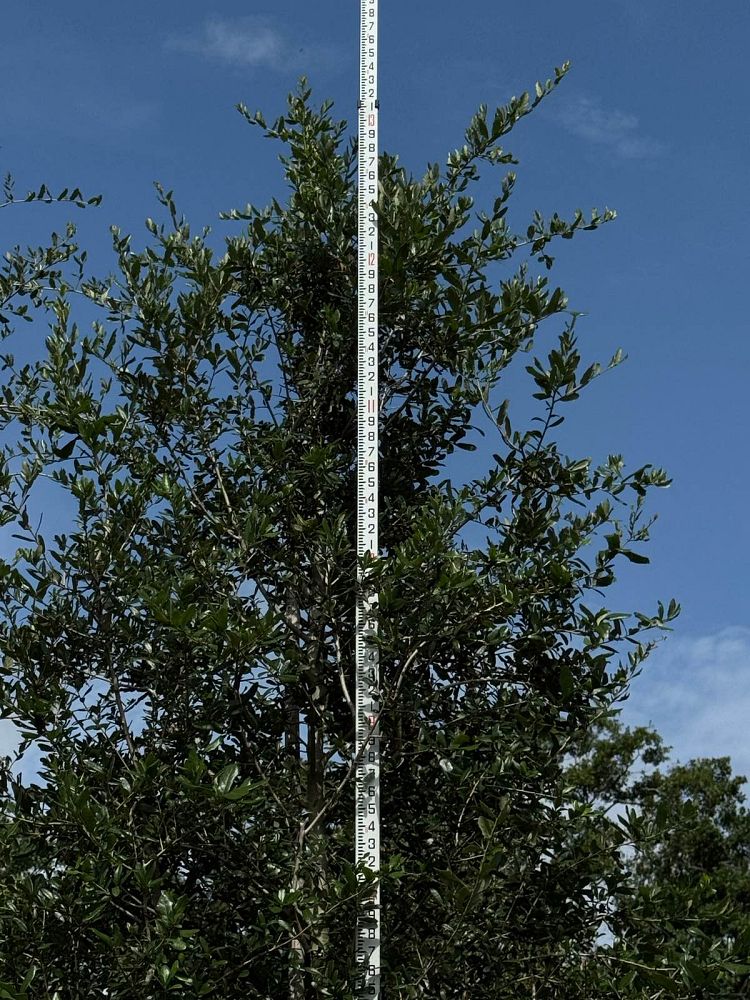 quercus-virginiana-live-oak-southern-oak-tree