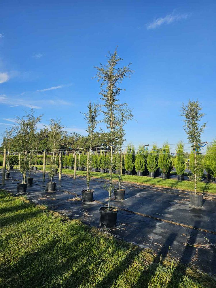 quercus-virginiana-live-oak-southern-oak-tree