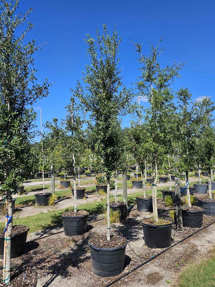 quercus-virginiana-live-oak-southern-oak-tree