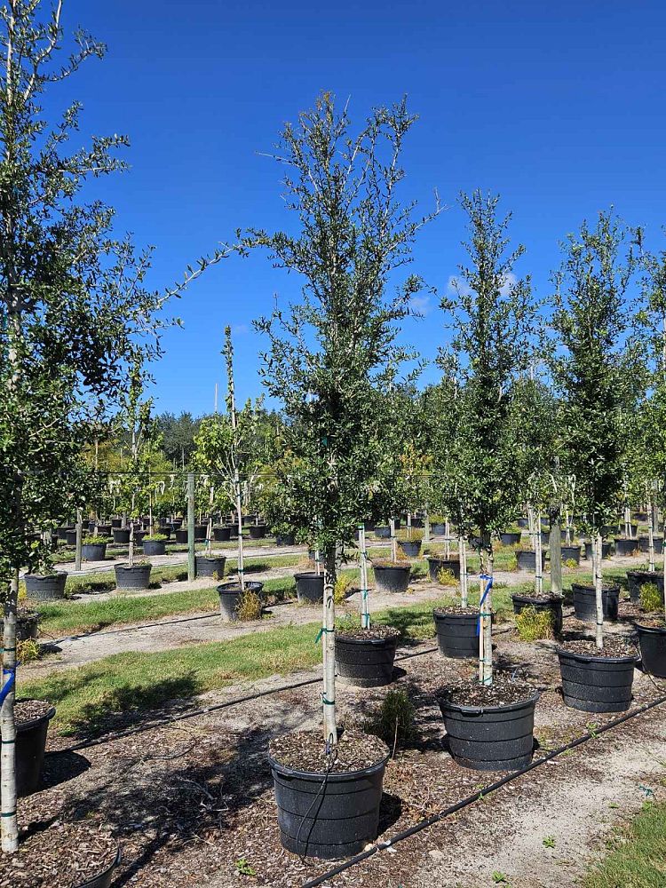 quercus-virginiana-live-oak-southern-oak-tree